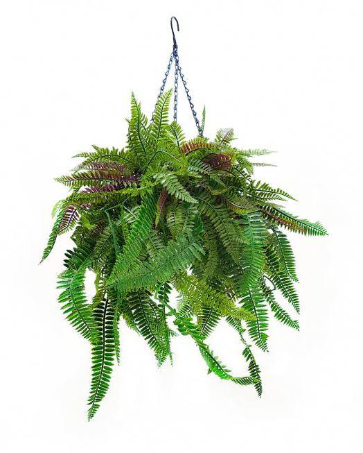 Canasta Artificial Helechos - Signet