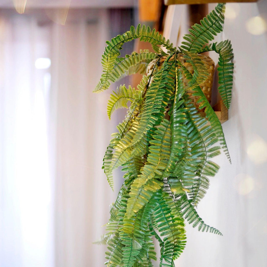 Enredadera Perenne-Serie Decorativa-HBFA12-Jardin Vertical-Signet