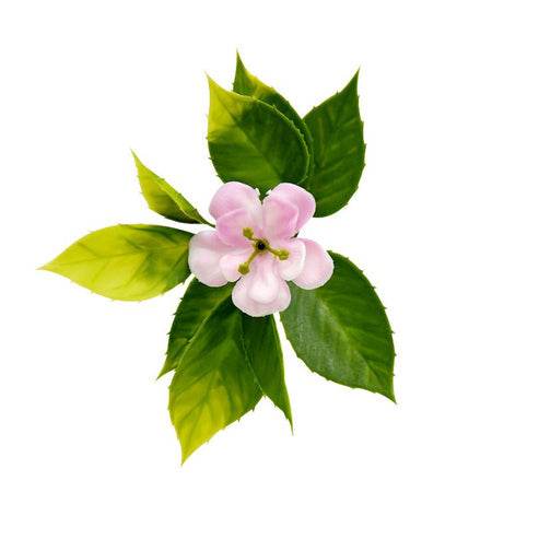 Jardín Vertical Trébol - Signet