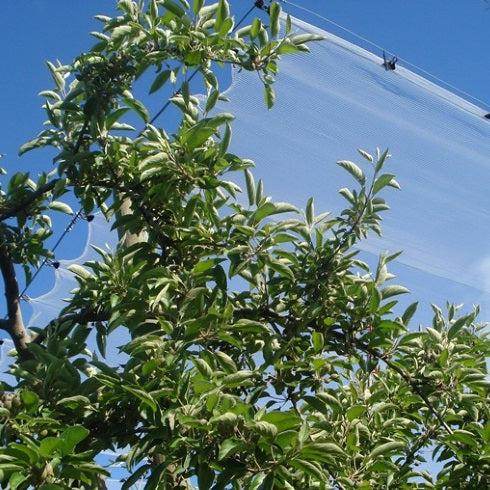 Malla Antigranizo 4x4 55g Transparente 7x100 Metros - Signet