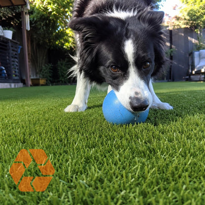 Perro jugando con una pelota sobre pasto sintético de 35mm, resistente, ecológico y de apariencia natural para tu jardín.