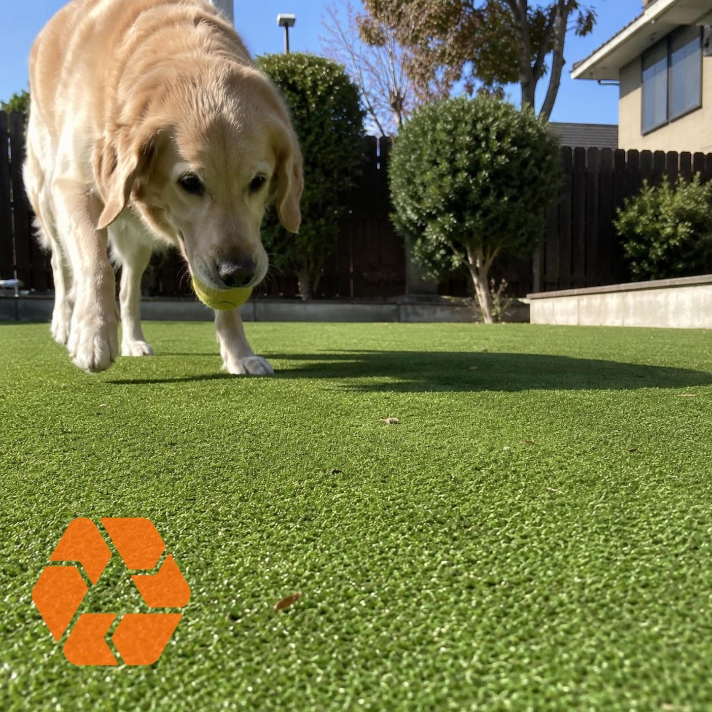 Perro jugando sobre pasto sintético verde de 7mm, resistente, ecológico y con protección UV para exteriores.